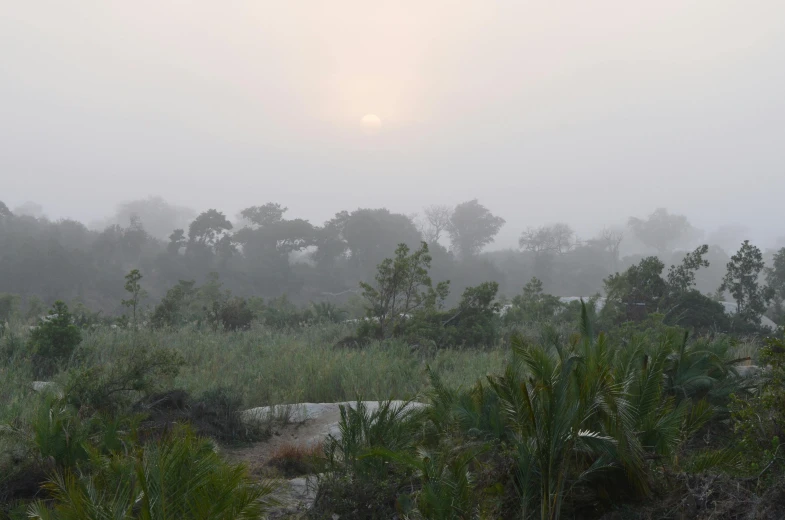 a landscape in the mist with a lone ze in the foreground