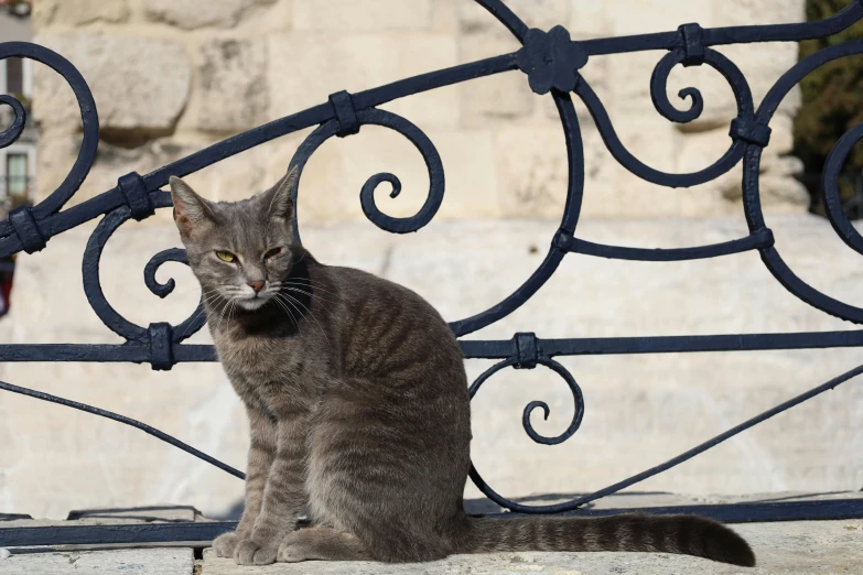 a grey cat with a collar around it's neck sitting on a step