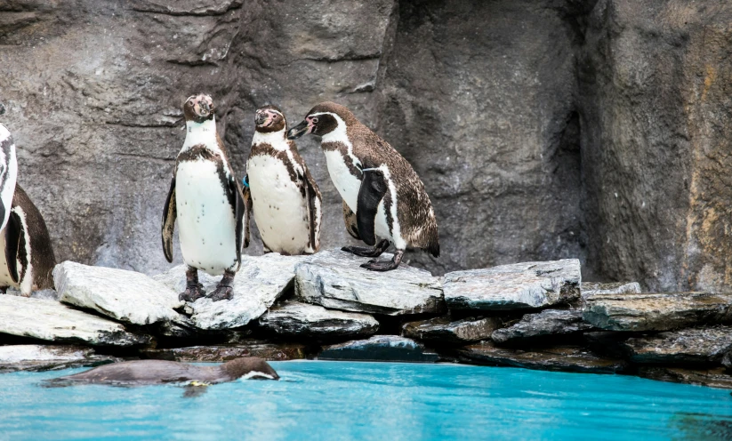 five penguins standing on some rocks near some water