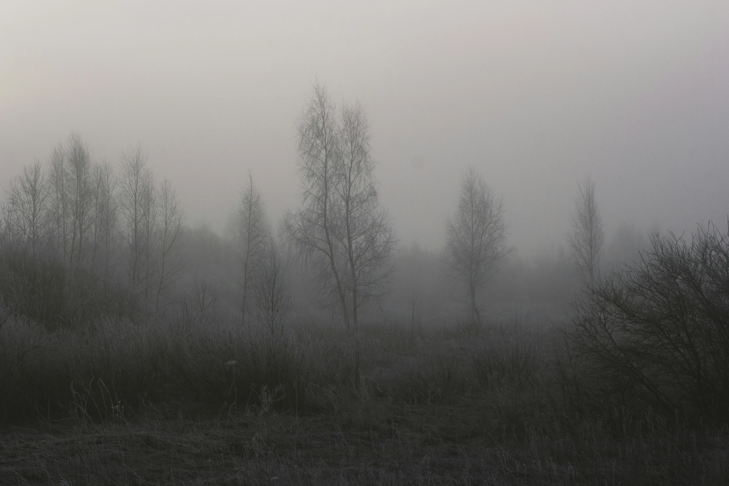 fog shrouds a heavily logged area in the woods