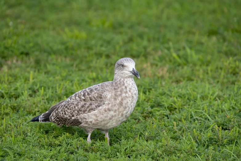 a close up of a bird standing on grass