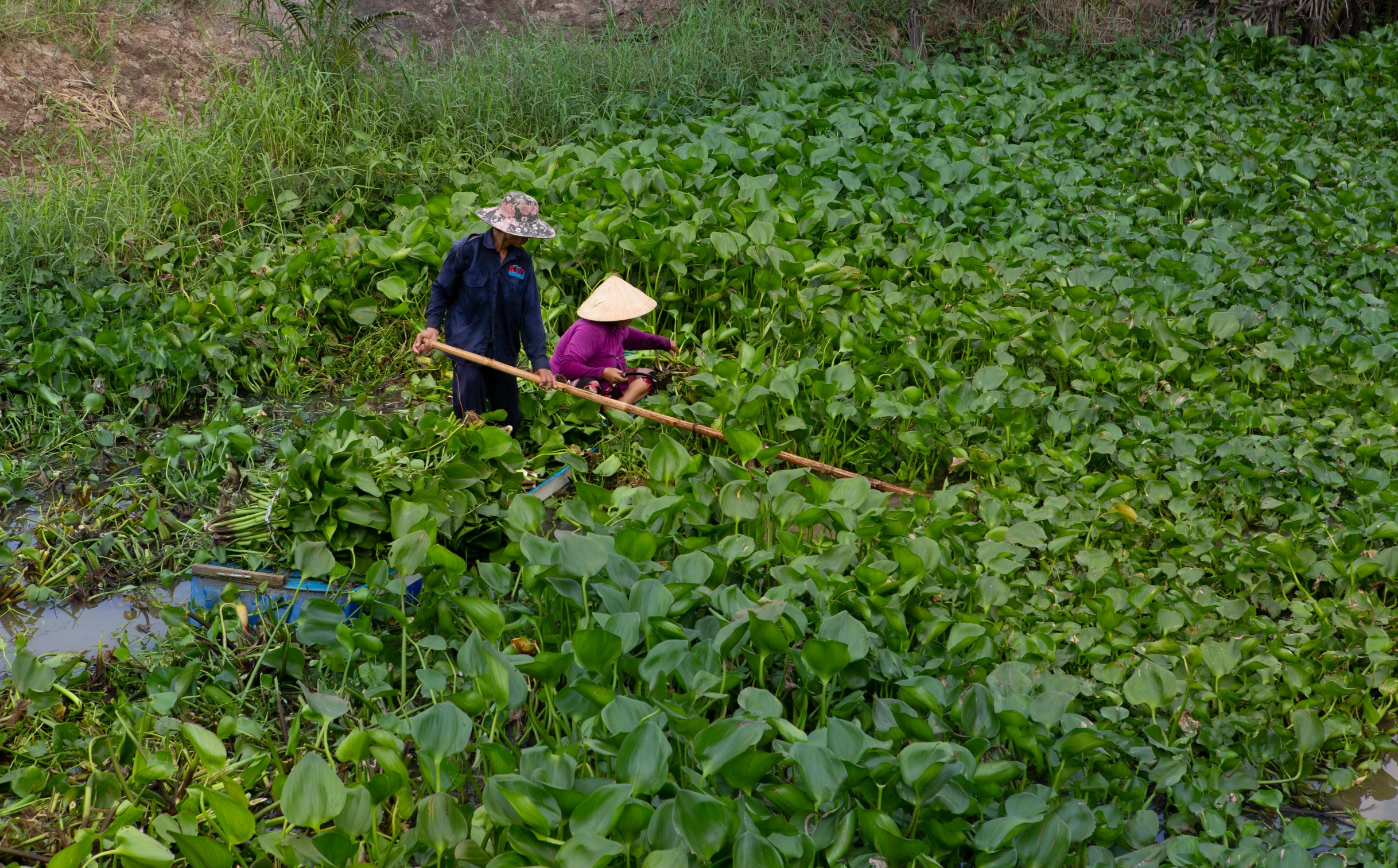 two people walking through a lush green field