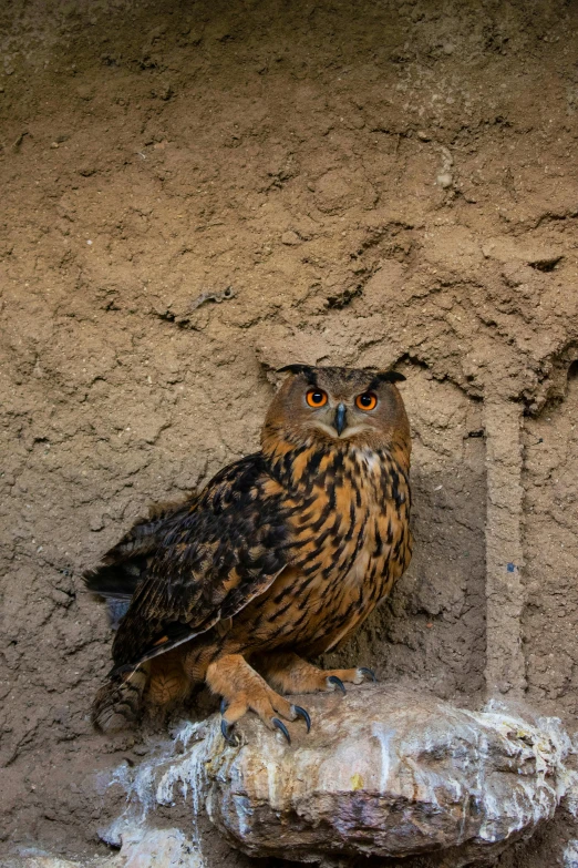 an owl that is sitting on a nch