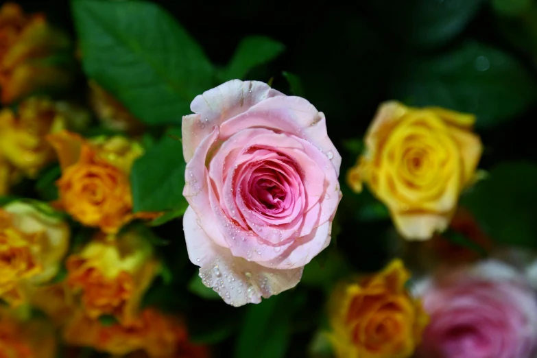 the pink and yellow flowers are close to each other