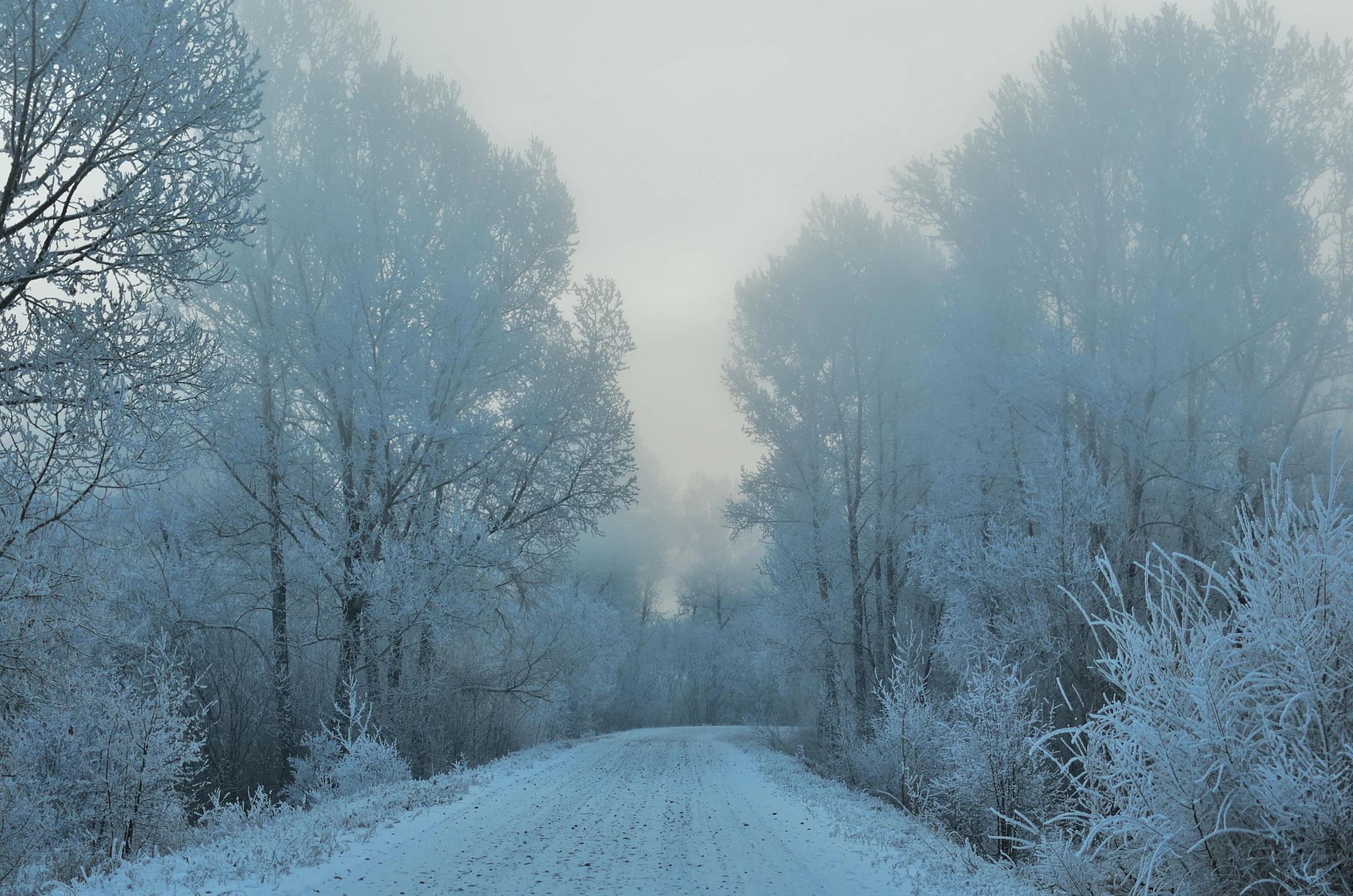 a road in winter has snow and trees all over it