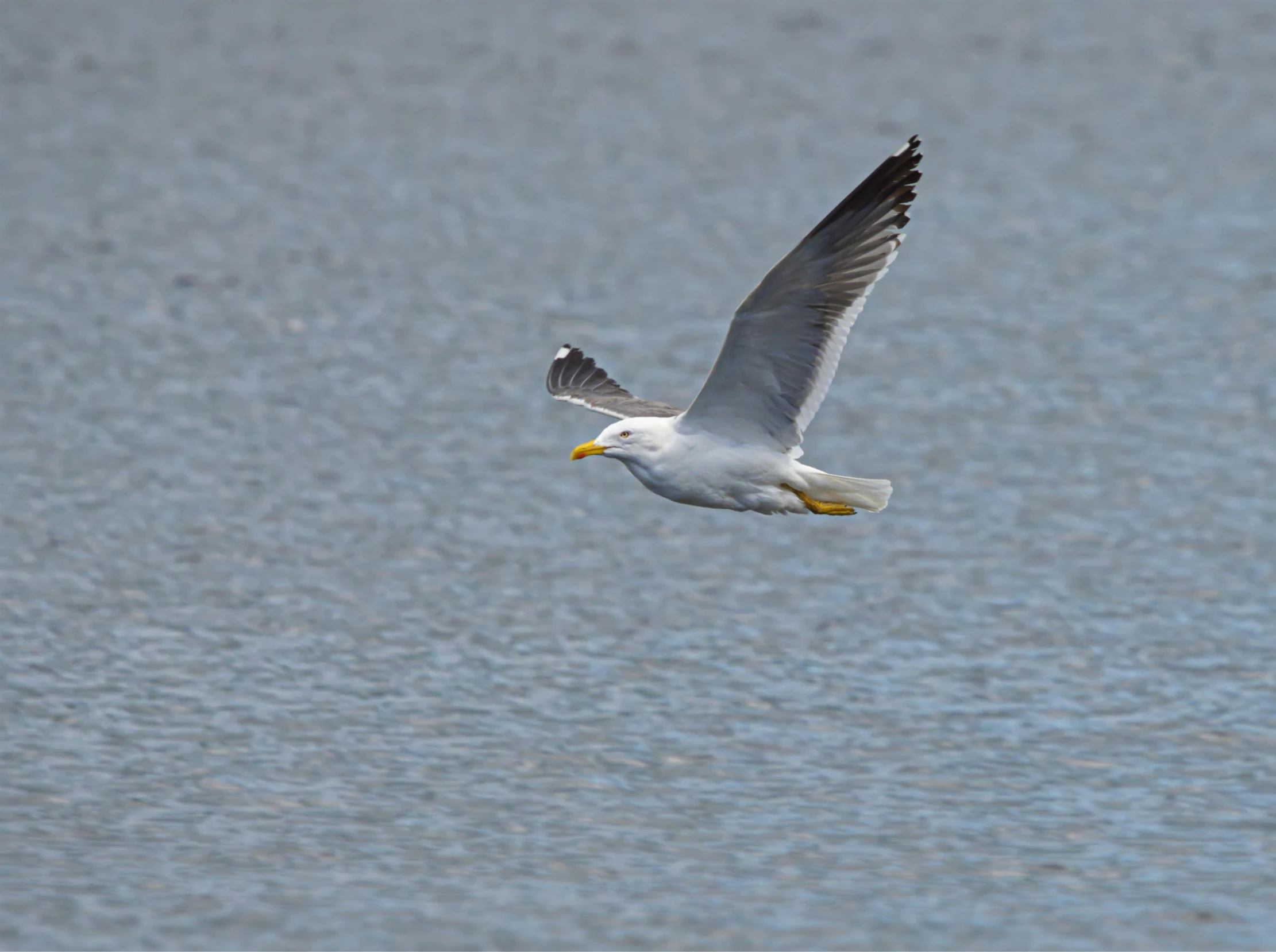 seagull in flight over calm ocean water