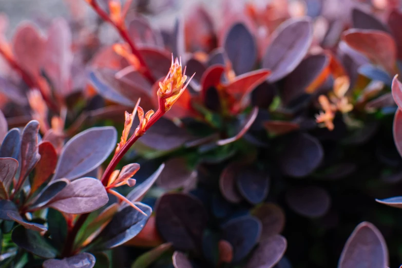 a group of red flowers surrounded by green leaves