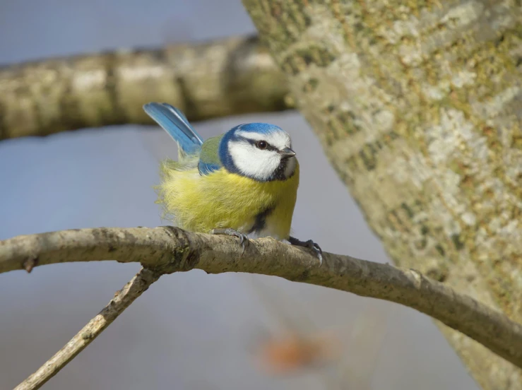 a small blue bird perched on a tree nch