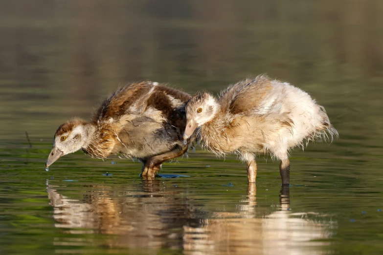 two baby ducks are touching each other while wading