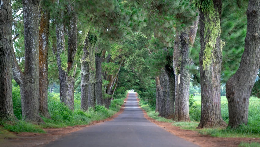 the road has trees along the side of it