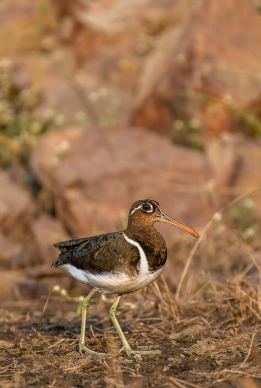 a close - up of a small bird standing in grass