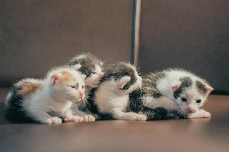 a group of three kittens are on the floor