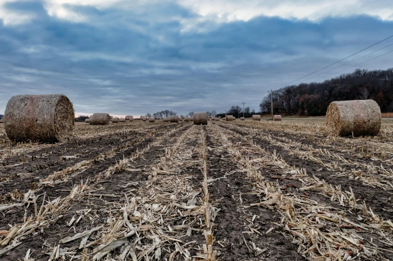 hay bails are in an uncut open field