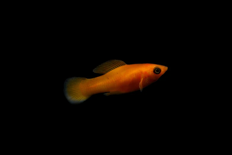 an orange fish with black background on the side