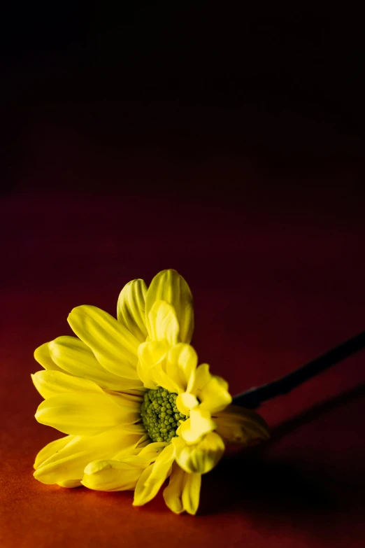 a close up of a flower that is yellow