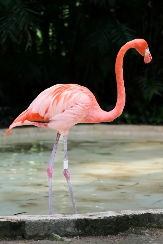 a pink flamingo standing in some water and eating