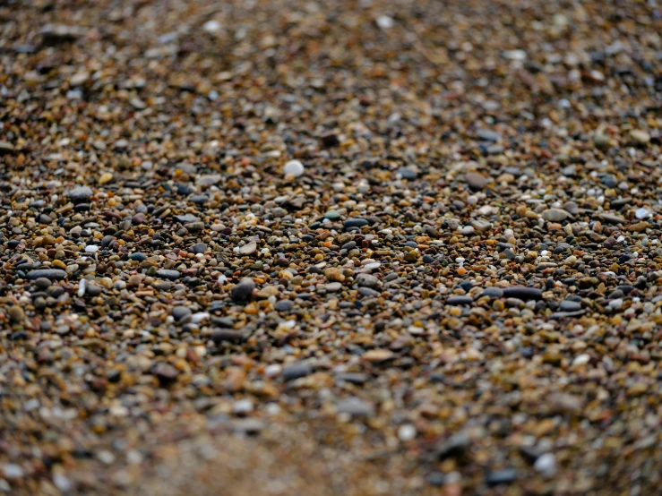 lots of rocks and shells are scattered around the ground