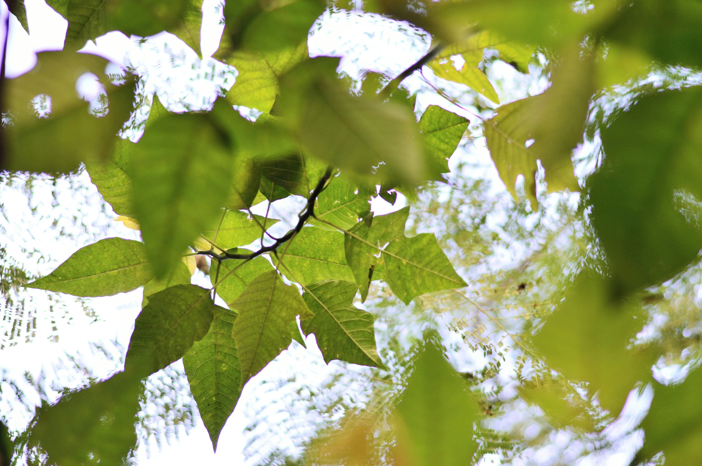 the view from below the leaves of a tree