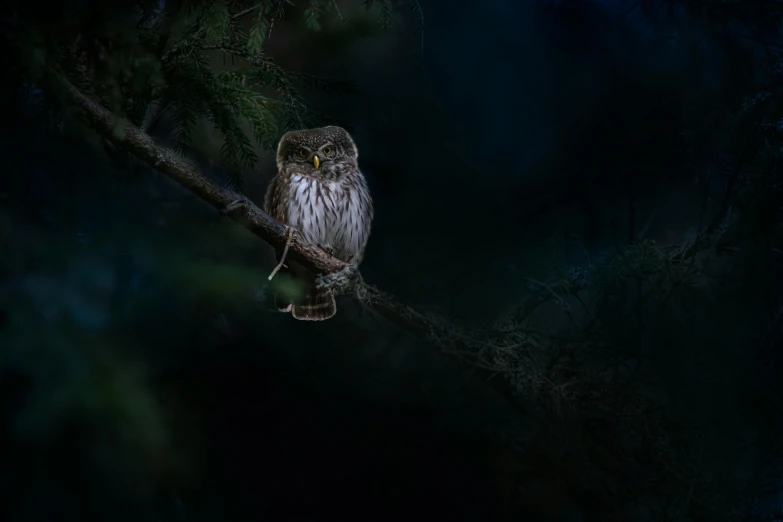 an owl is perched on a nch in the dark
