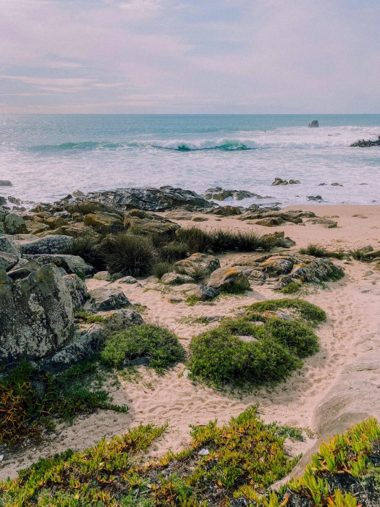 there are some plants by the sand and water