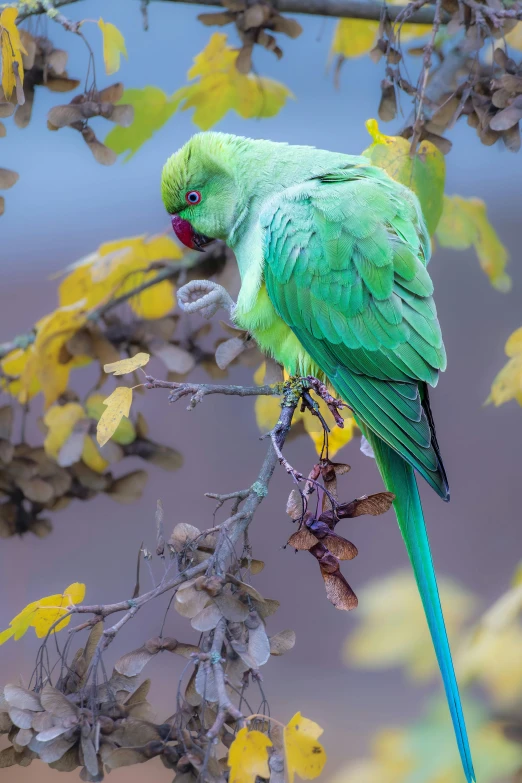 there is a green parrot on a tree nch