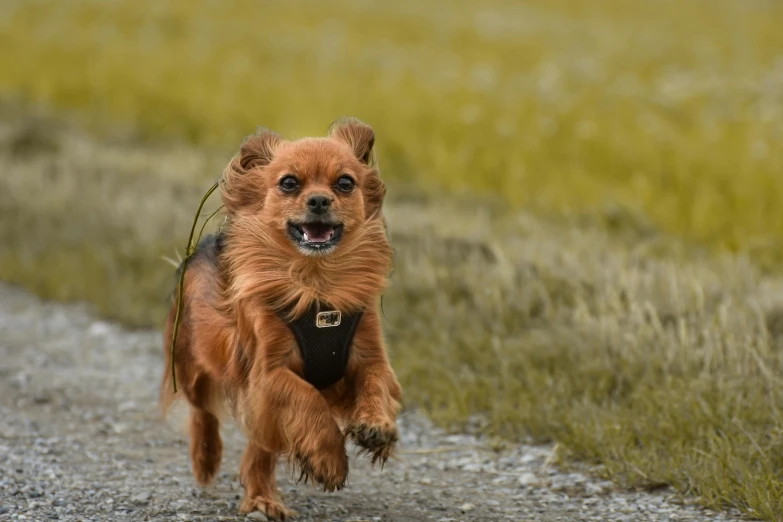 a small brown dog walking across a gravel road
