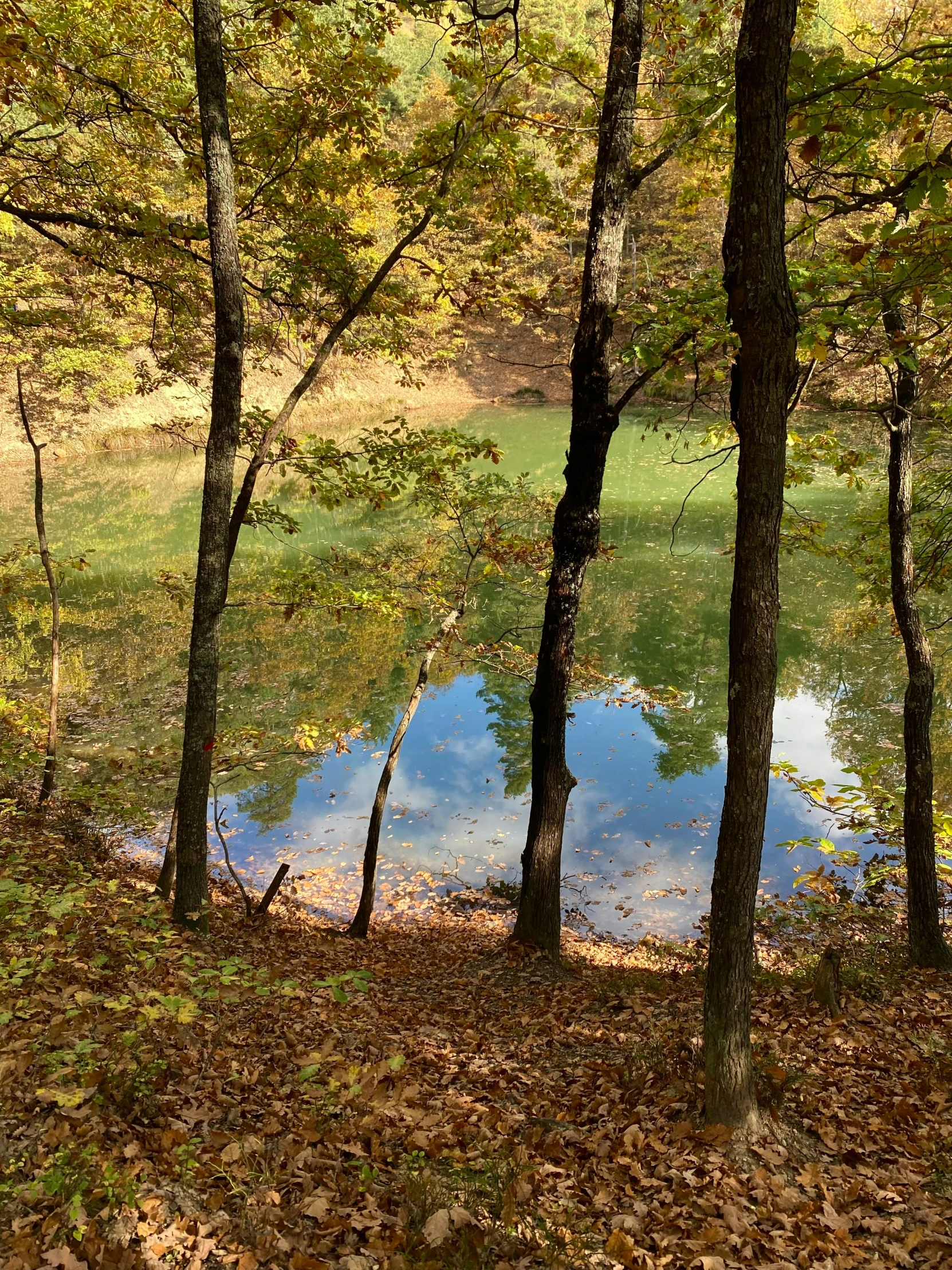 a small body of water sitting between two trees