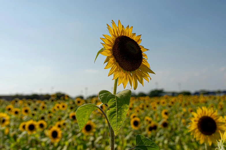 a sunflower with one flower still in bloom