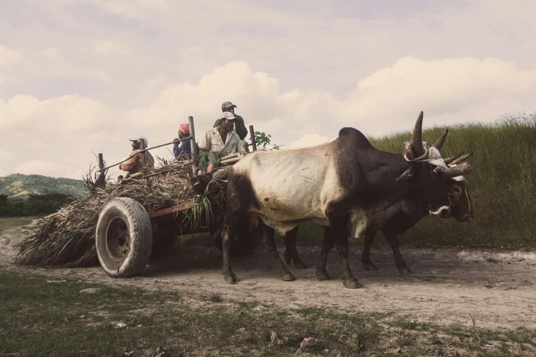 a couple of bulls and a tractor on a dirt road