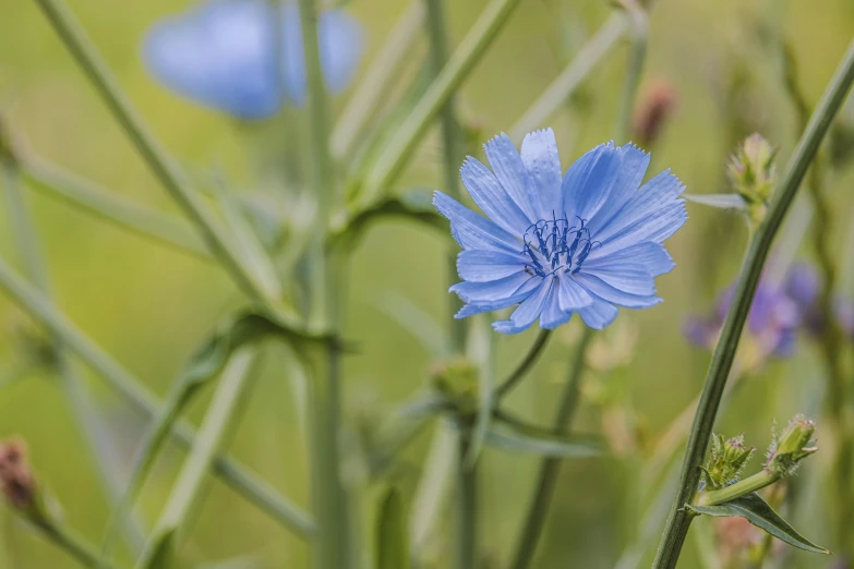 blue flowers in green background with white petals