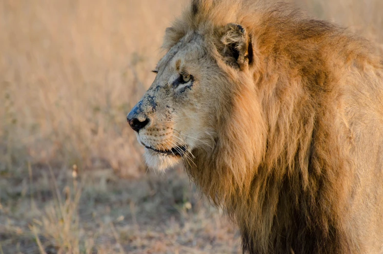 the lion is looking into the distance with his head turned toward the sky