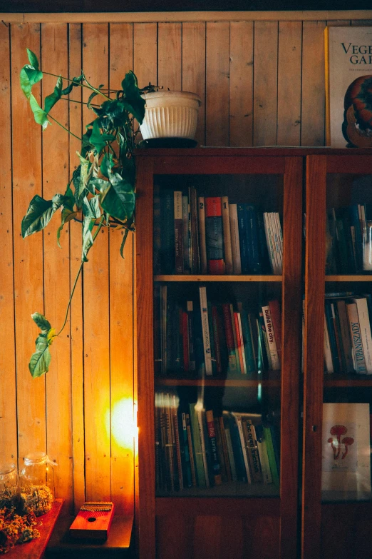 books and plants are in front of a wooden wall