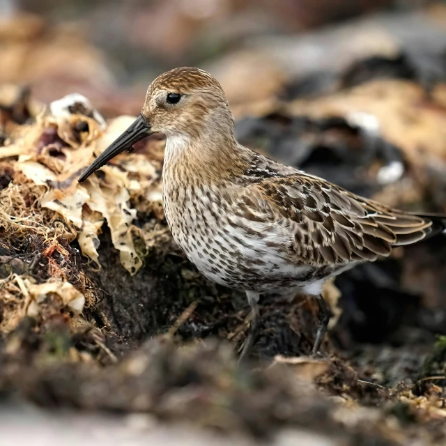 small brown and white bird on ground covered in leaves