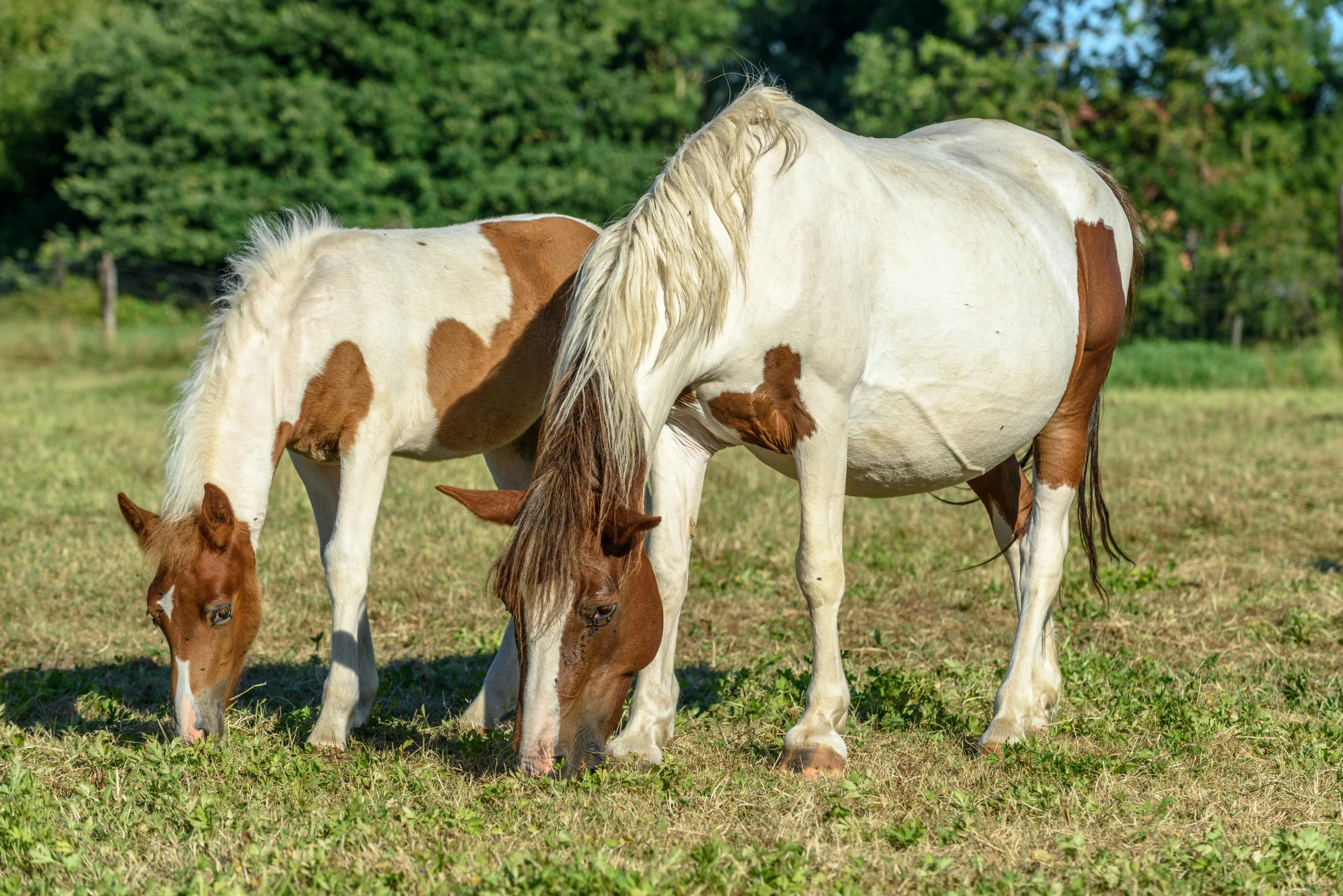 two horses grazing in an open grassy field