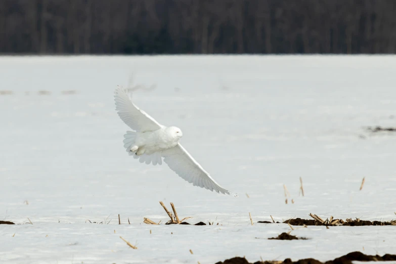 a white bird flying over some water near trees