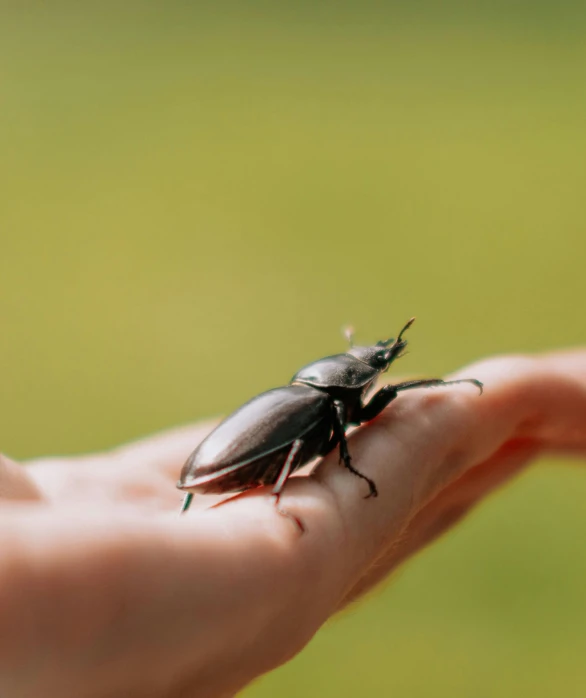 a brown bug sitting on a persons palm