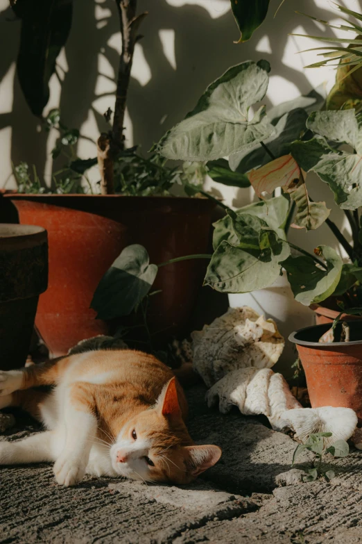 two cats are lying on the cement between two potted plants