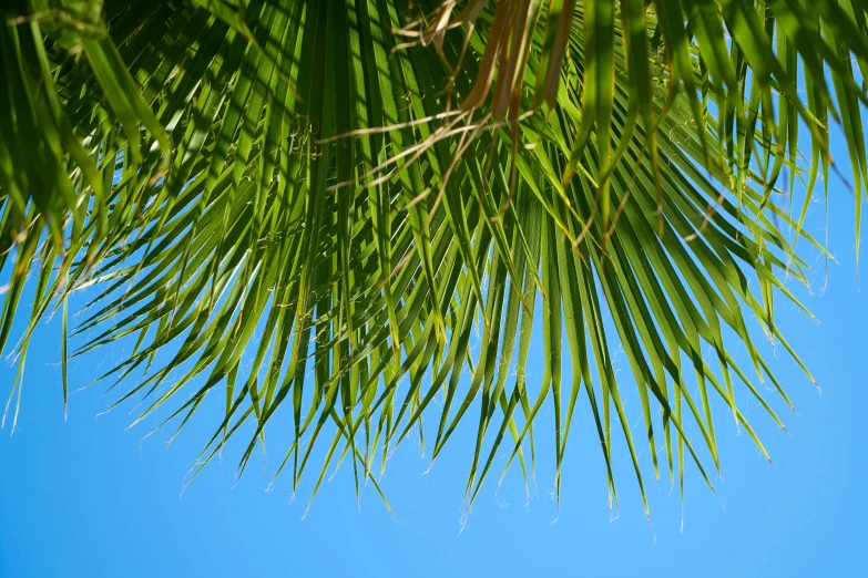 a view of nches of palm trees on a sunny day