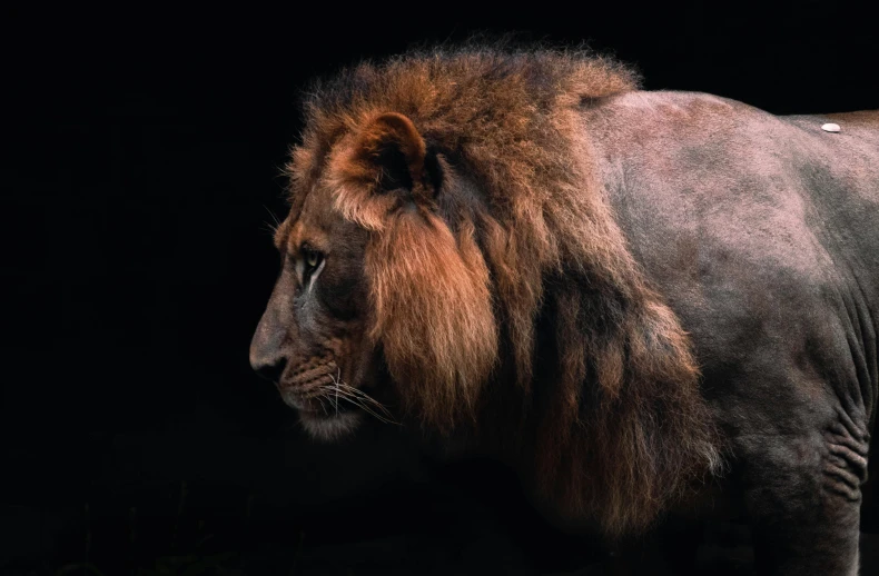 the lion is very large in size and colors