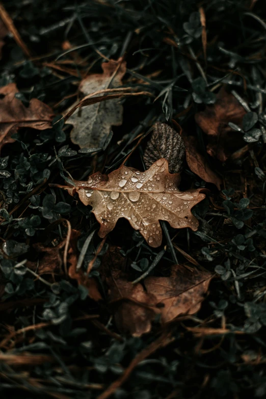 the autumn leaves are wet and the grass is bare