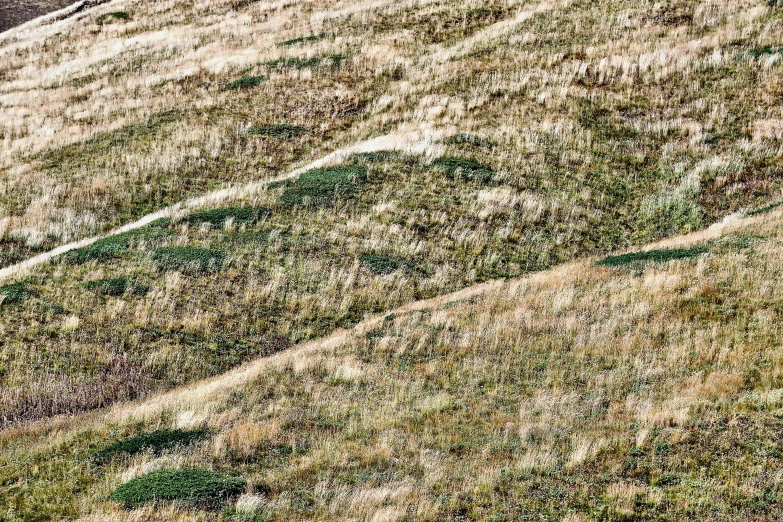 the side of a large hill with grass and a sheep standing in front