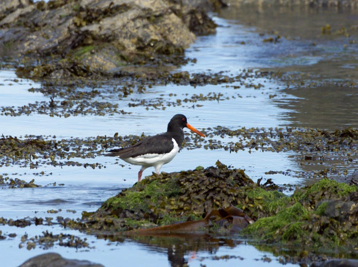 a bird stands on top of the debris and rocks