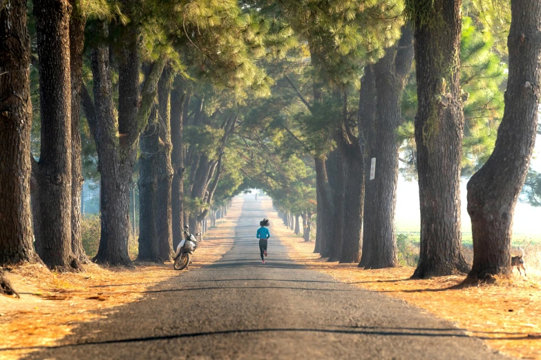 a long road with lots of trees and a person walking on it