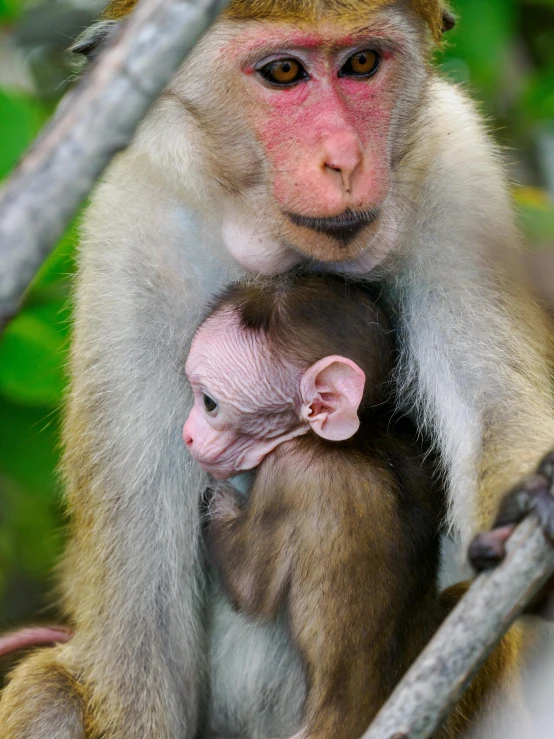 a mother monkey nursing a baby in the tree