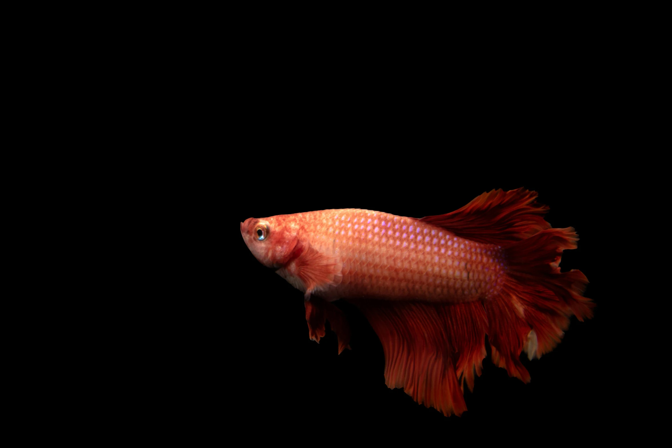 a red fish with a black background