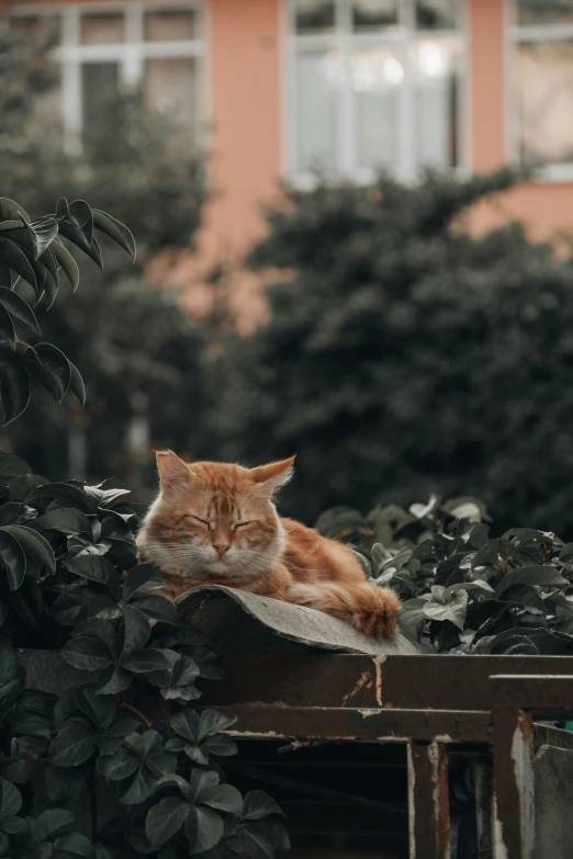 an orange cat sleeping on top of a wooden fence