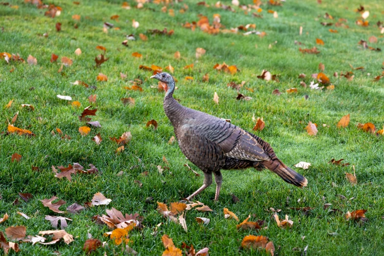 the bird is walking on the grass with its head in the grass