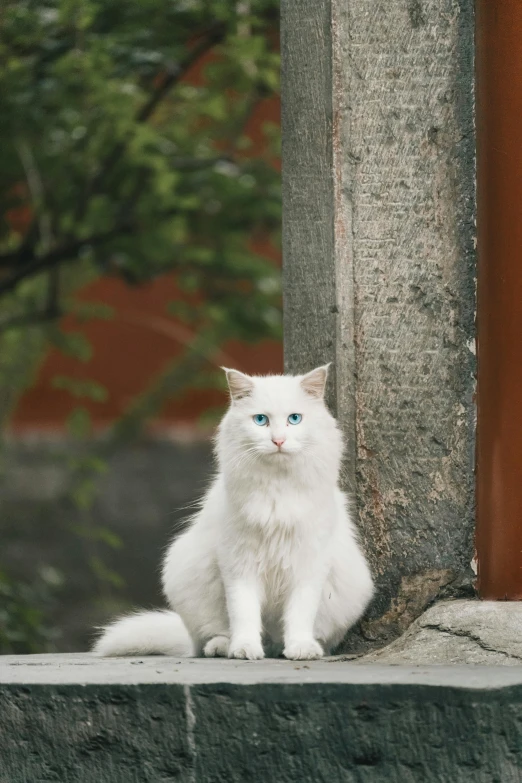 the white cat is sitting on the edge of a wooden fence