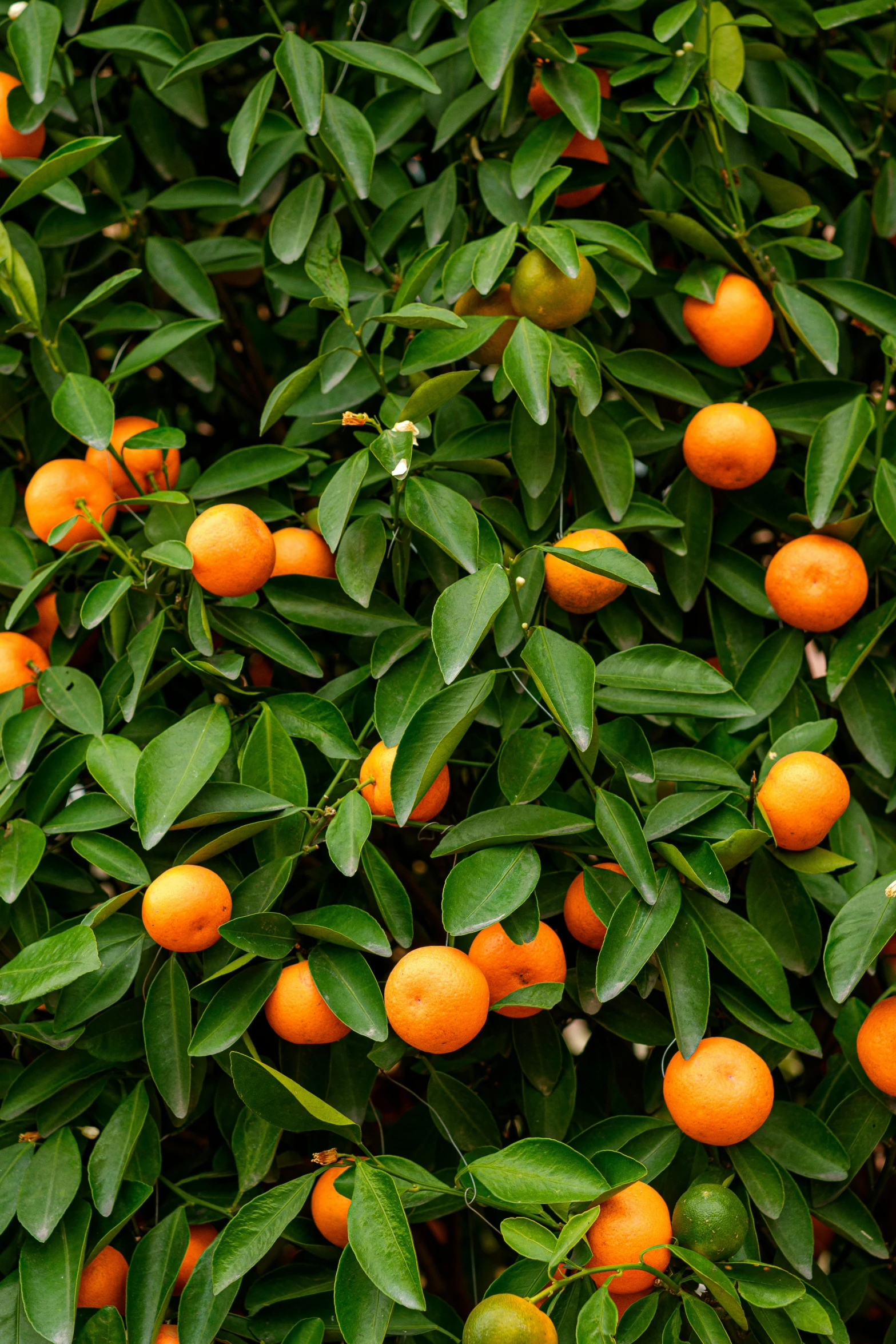 small oranges growing on an orange tree