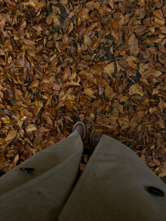 legs on a leaf covered ground near the ground